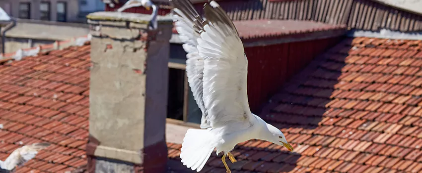Residential Chimney Animal Removal Solution in Fort Dodge, IA