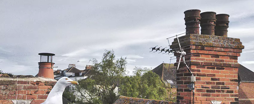 Chimney Cleaning And Restoration in Fort Dodge, Iowa